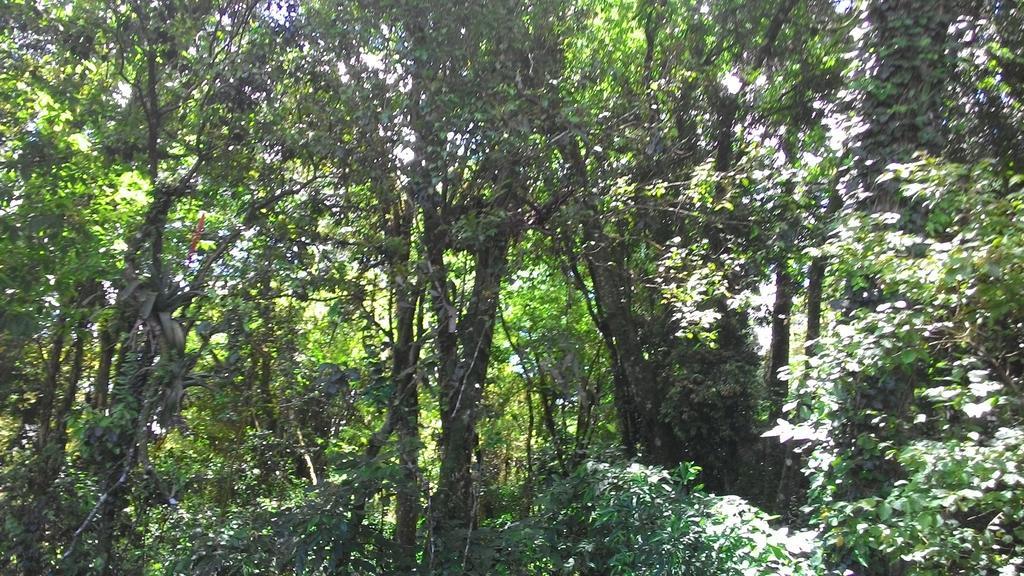 קנלה Chales Araucarias Da Serra חדר תמונה